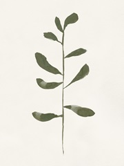 Minimal Sprig II