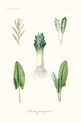 Fruit & Vegetable Varieties I