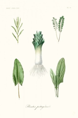 Fruit & Vegetable Varieties I