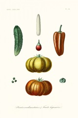 Fruit & Vegetable Varieties III