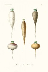 Fruit & Vegetable Varieties IX