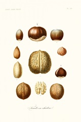 Fruit & Vegetable Varieties X