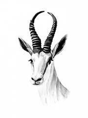 Gazelle Sketch I