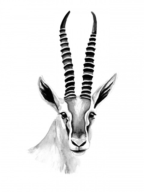 gazelle drawing