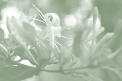 Honeysuckle Summer I