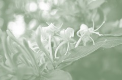 Honeysuckle Summer II