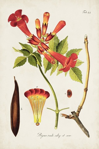 Tropical Trumpet Flowers I