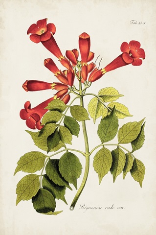 Tropical Trumpet Flowers II