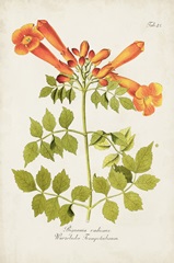 Tropical Trumpet Flowers III