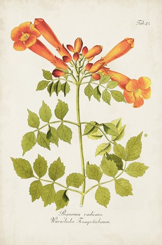 Tropical Trumpet Flowers III