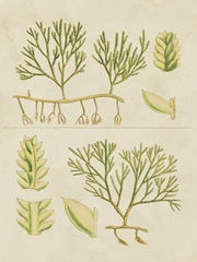 Vintage Sea Grass II