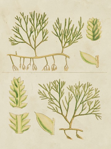 Vintage Sea Grass II