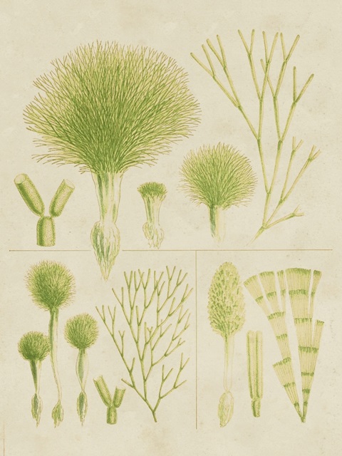 Vintage Sea Grass III