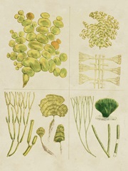 Vintage Sea Grass IV