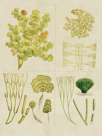 Vintage Sea Grass IV