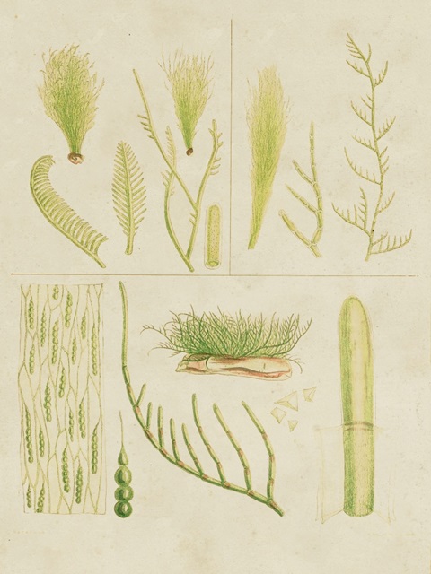 Vintage Sea Grass VI