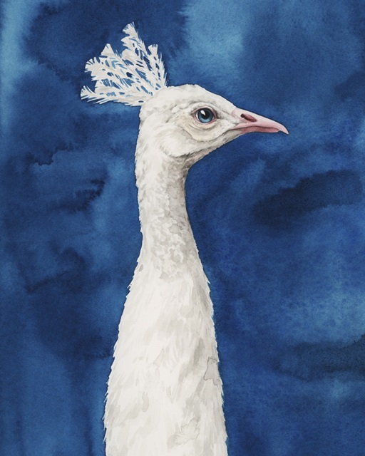 Snowy Peacock I