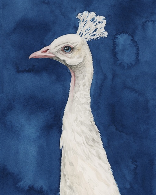Snowy Peacock II