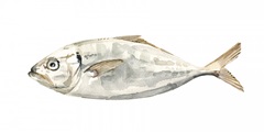 Silver Fish I