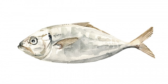 Silver Fish I