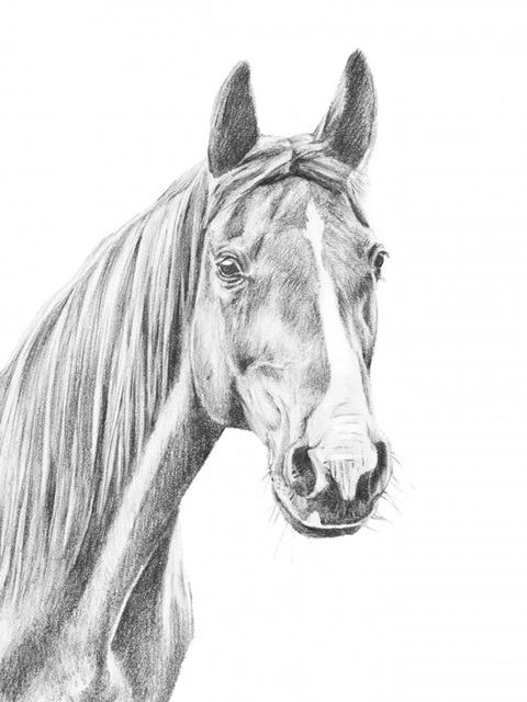 Equine Portrait Sketch I