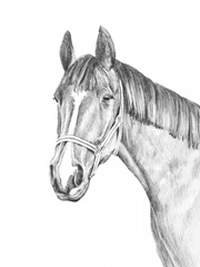 Equine Portrait Sketch II