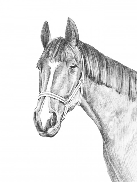 Equine Portrait Sketch II