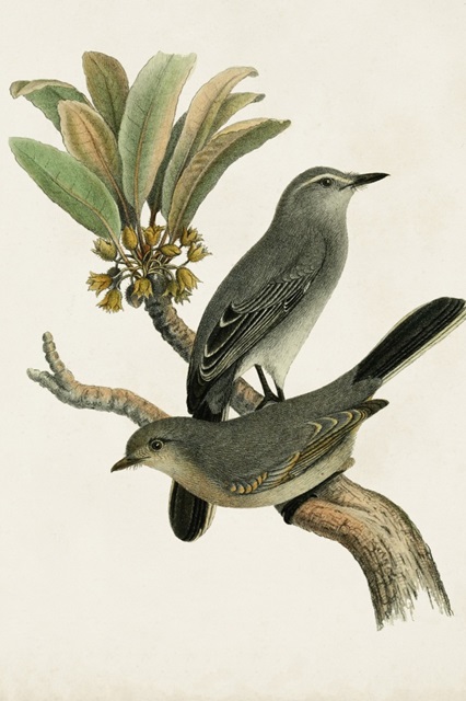 Antique Bird Trio I