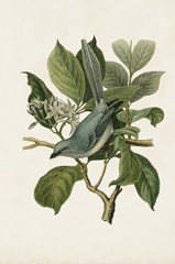 Antique Bird Trio II