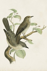 Antique Bird Trio III