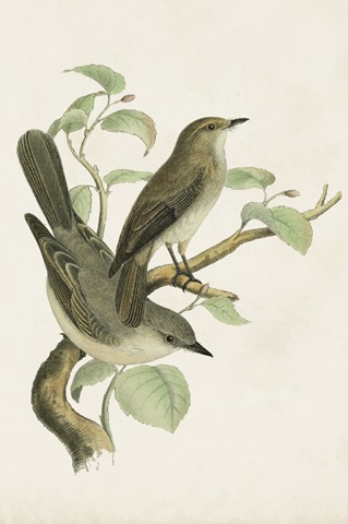 Antique Bird Trio III