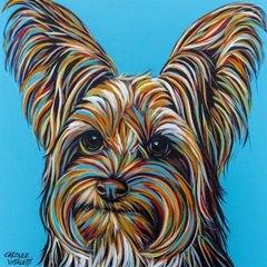Yorkie on Blue