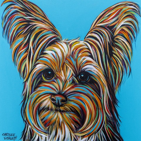 Yorkie on Blue