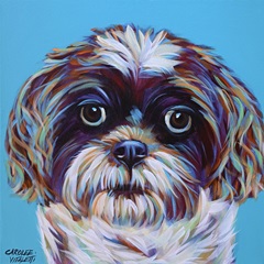Shih Tzu on Blue