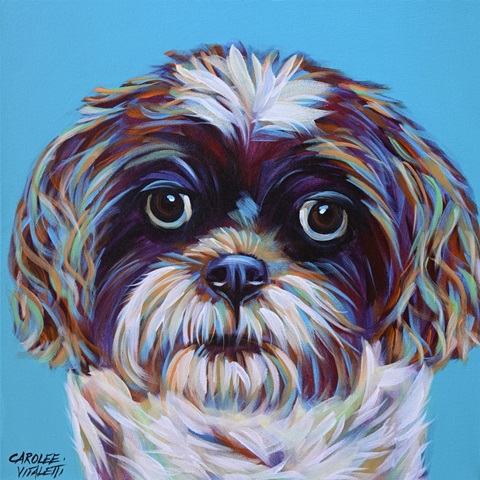 Shih Tzu on Blue