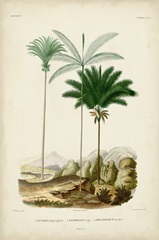 Antique Palm Collection II