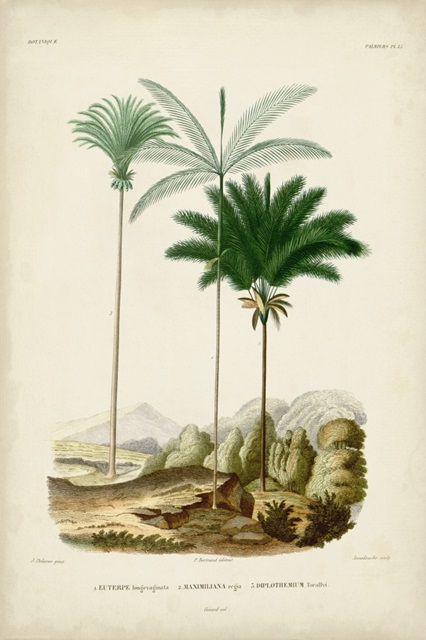 Antique Palm Collection II
