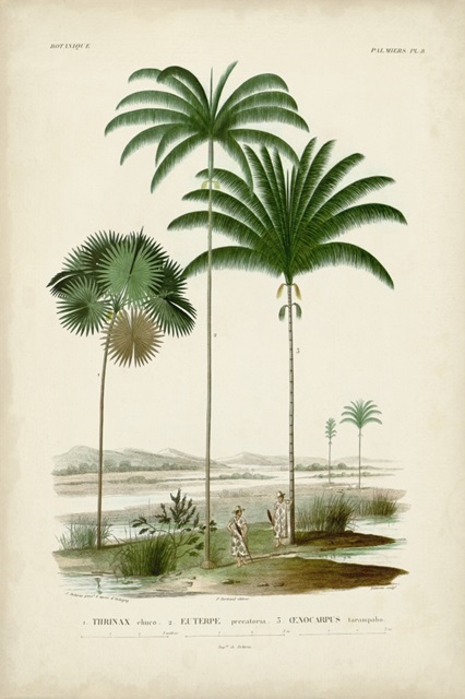 Antique Palm Collection IV