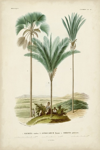 Antique Palm Collection IX