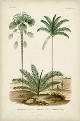 Antique Palm Collection V