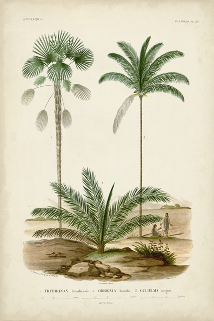 Antique Palm Collection V