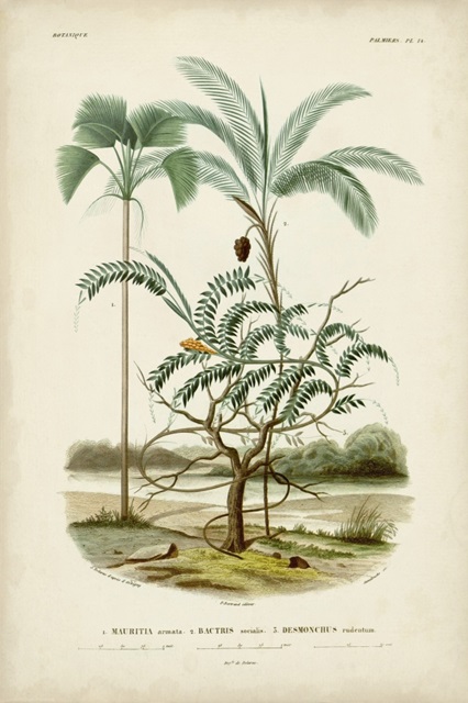 Antique Palm Collection VI