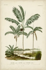 Antique Palm Collection VII
