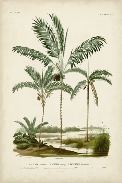 Antique Palm Collection VII
