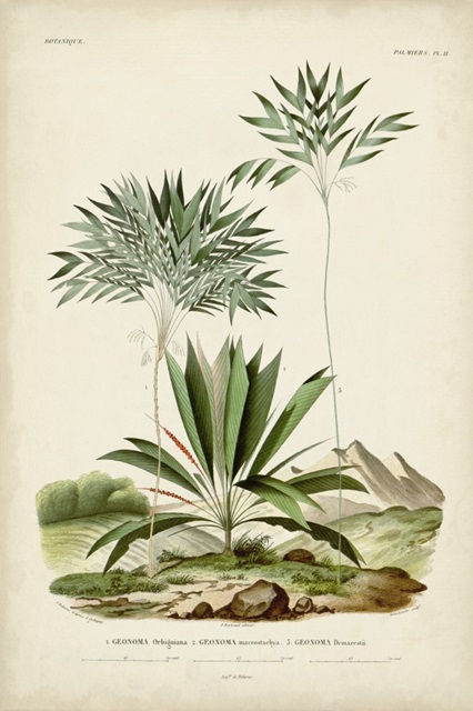 Antique Palm Collection VIII
