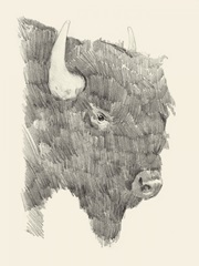 Buffalo Sketch I