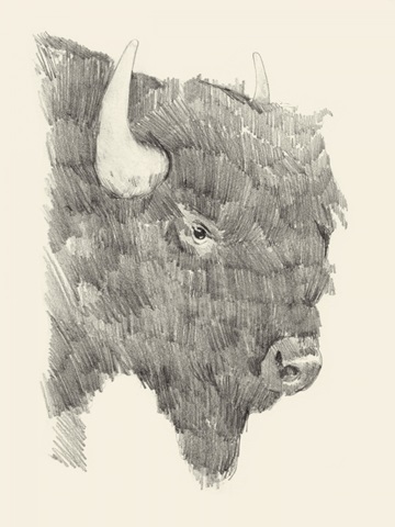 Buffalo Sketch I