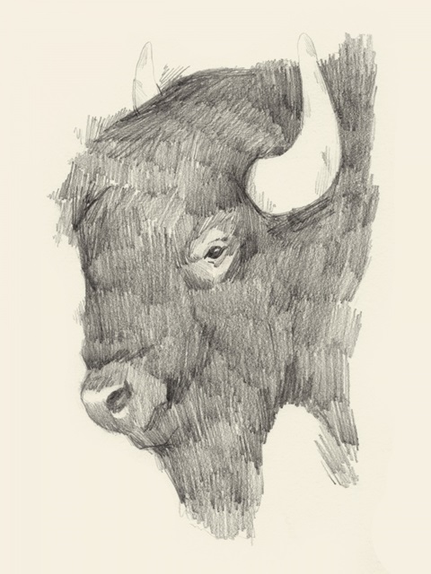 Buffalo Sketch II