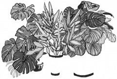 B&W Indoor Plant Collection A