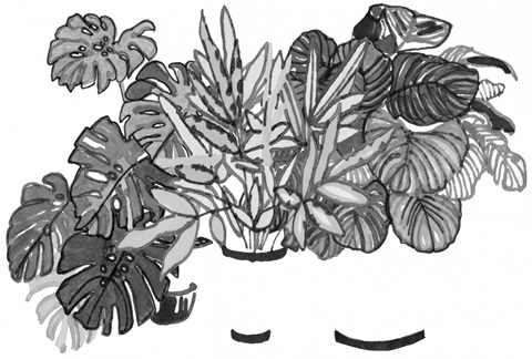 B&W Indoor Plant Collection A